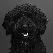 Mogli_1